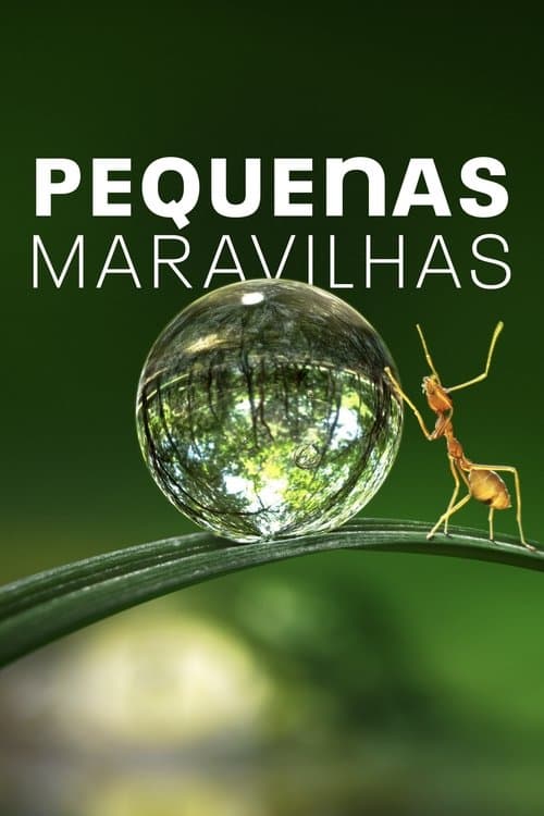Pôster de Pequenas Maravilhas