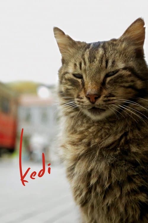 Pôster de Nove vidas: Gatos em Istambul