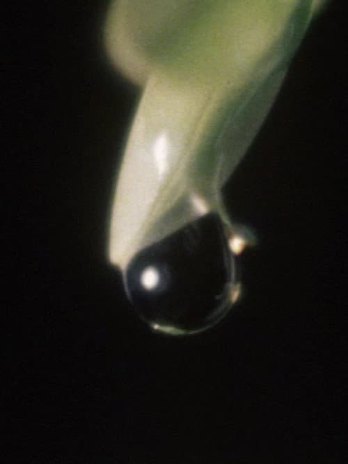 Pôster de Raindrop