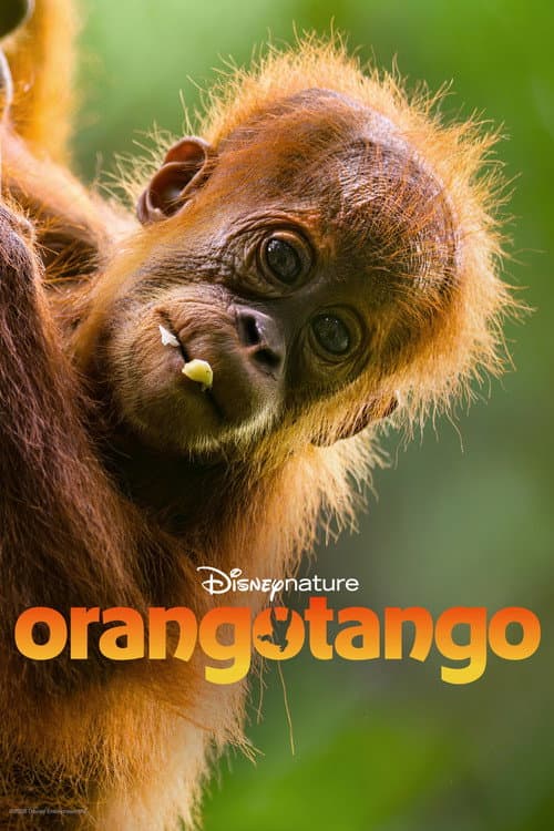 Pôster de Orangotango